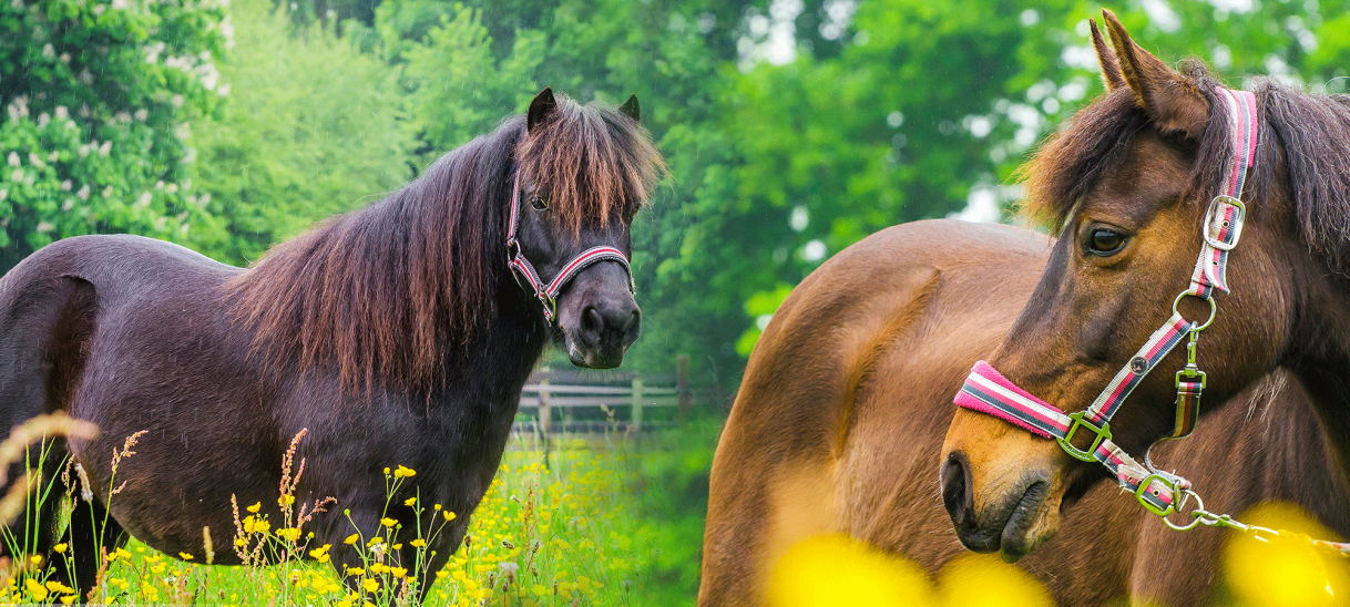 Workshop ontdek paardencoaching